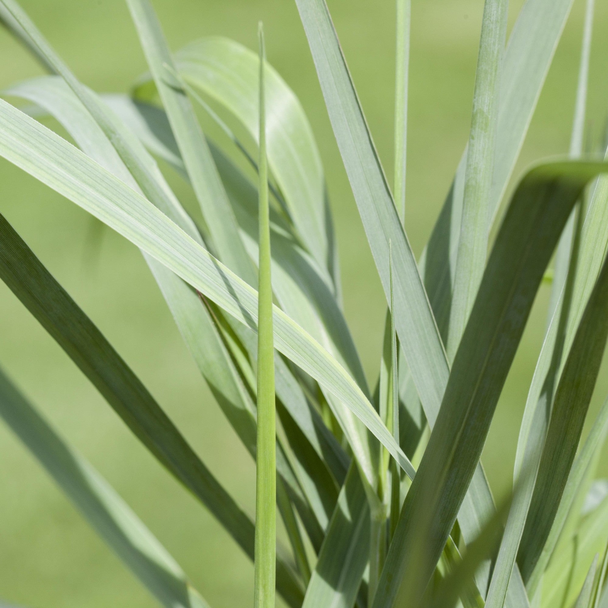 Rutenhirse 'Prairie Sky'
