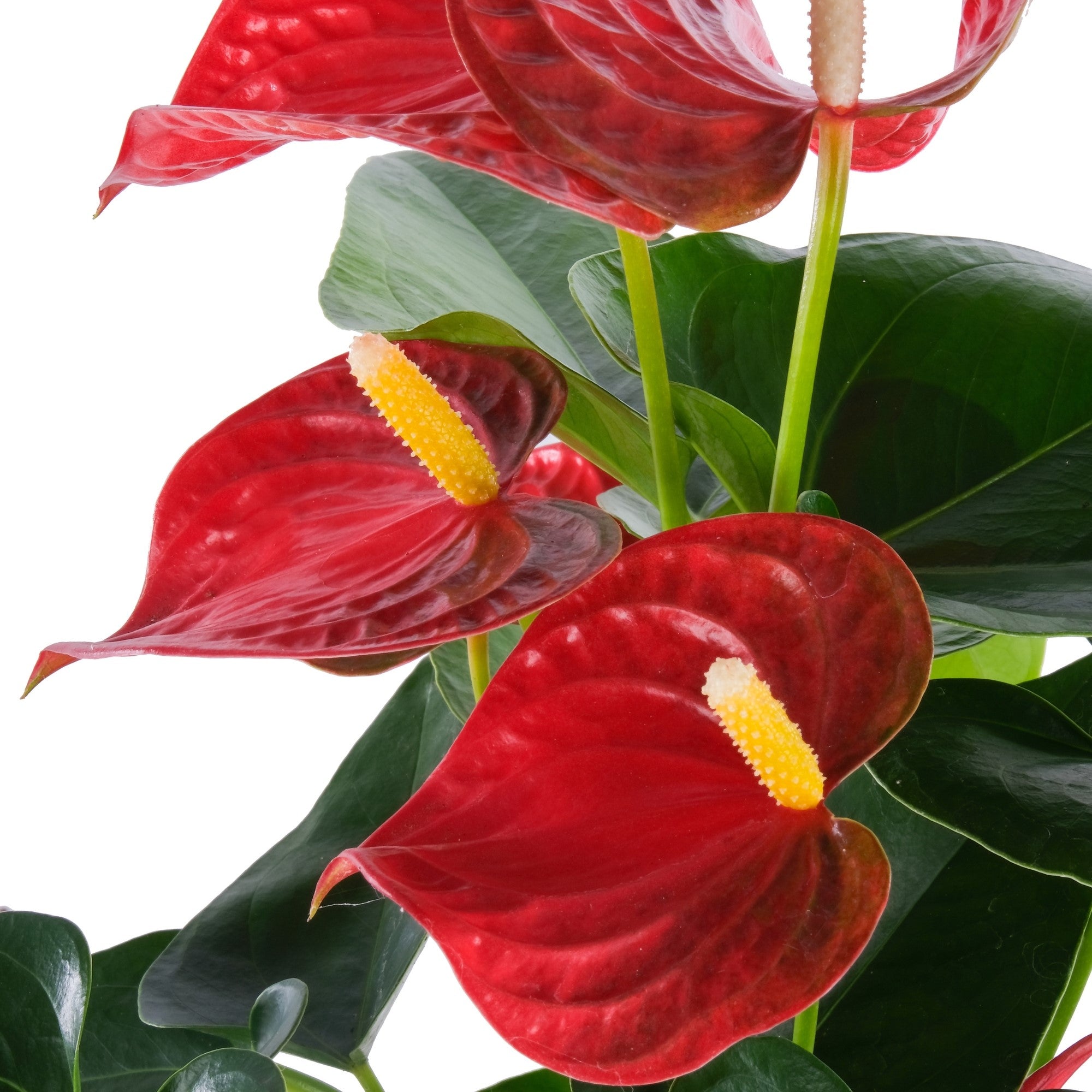 Flamingoblume 'Bambino'