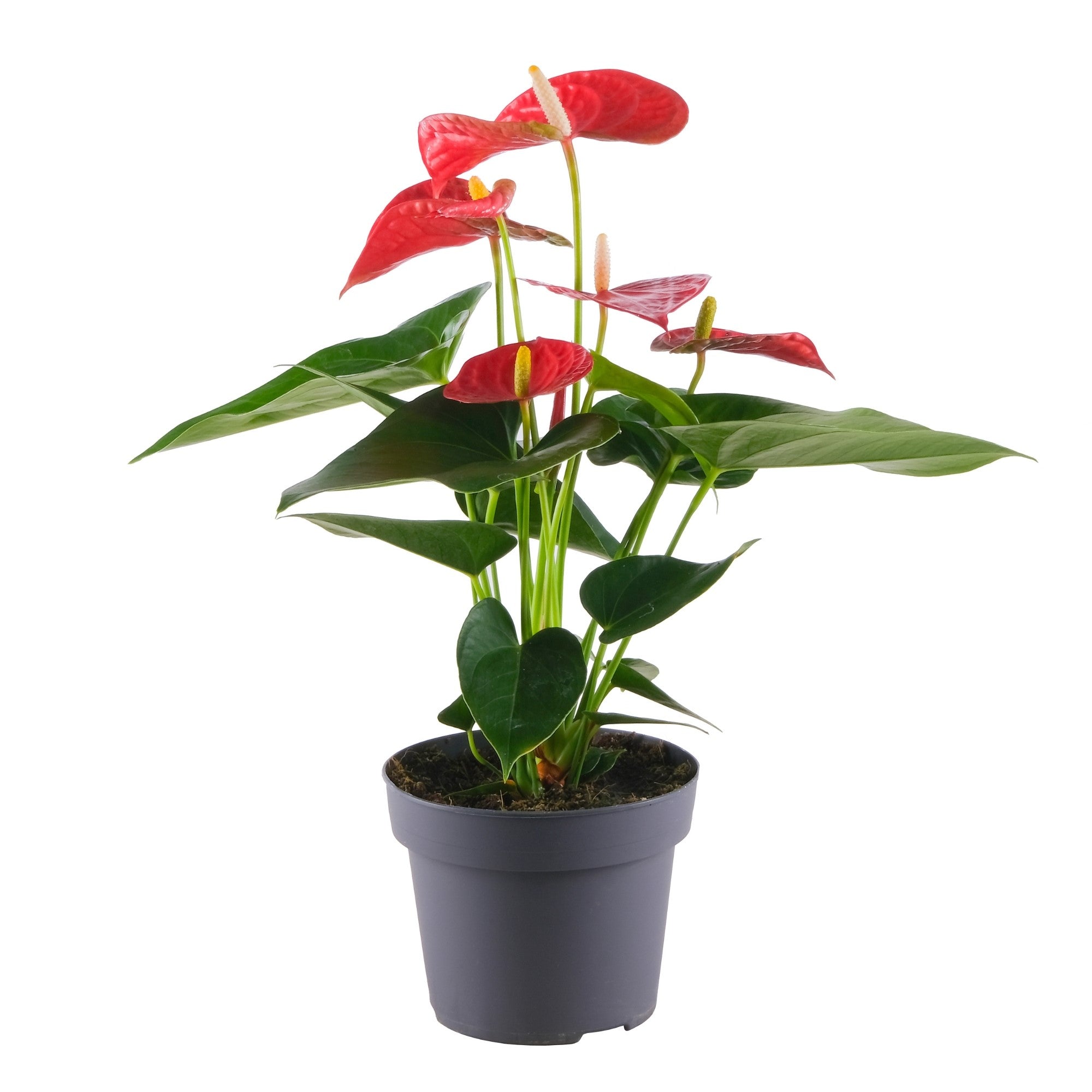 Flamingoblume 'Bambino'