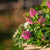 Strauchveronika 'All Blooms®'