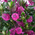 Strauchveronika 'All Blooms®'