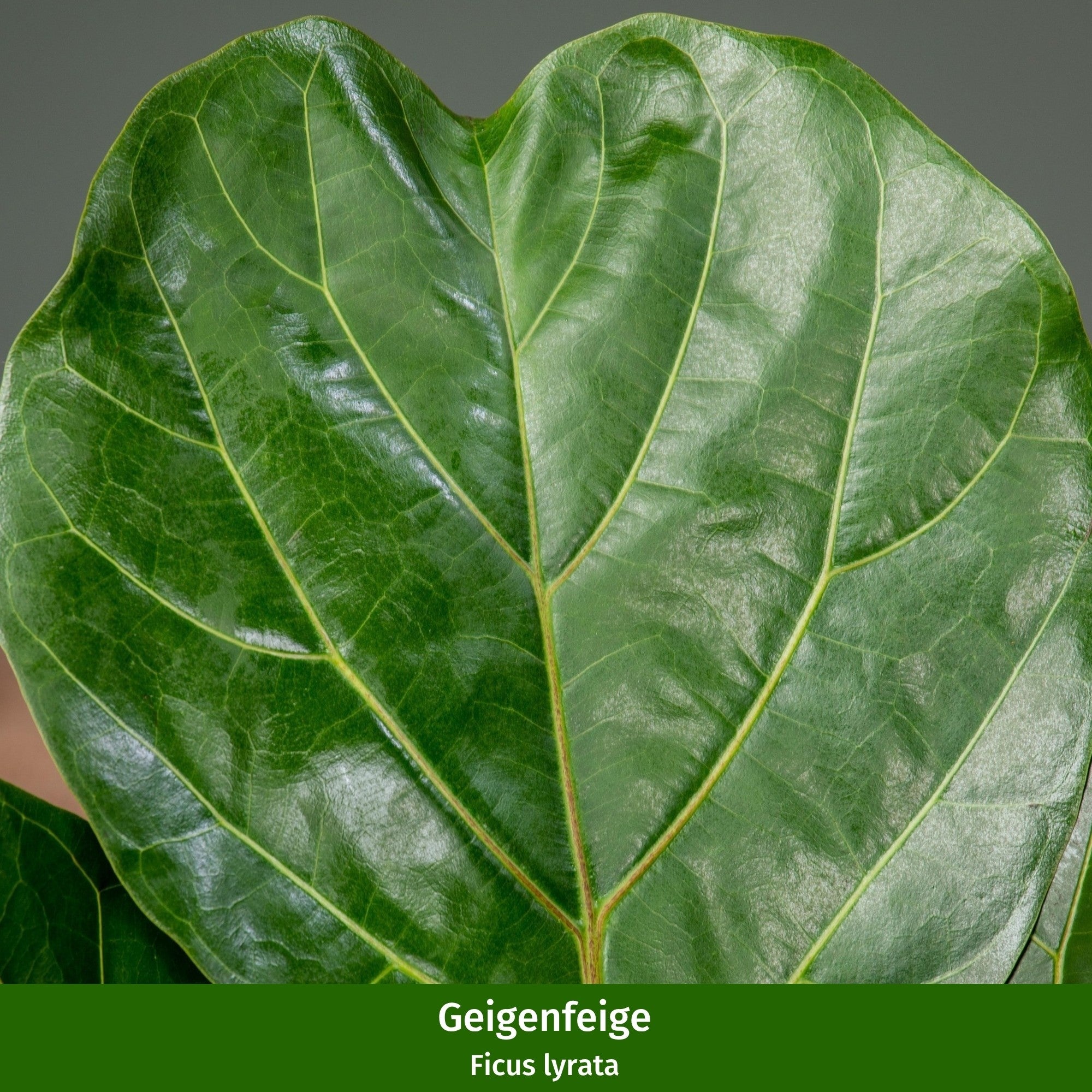 Zimmerpflanzen-Set "Großblättriges Duo"