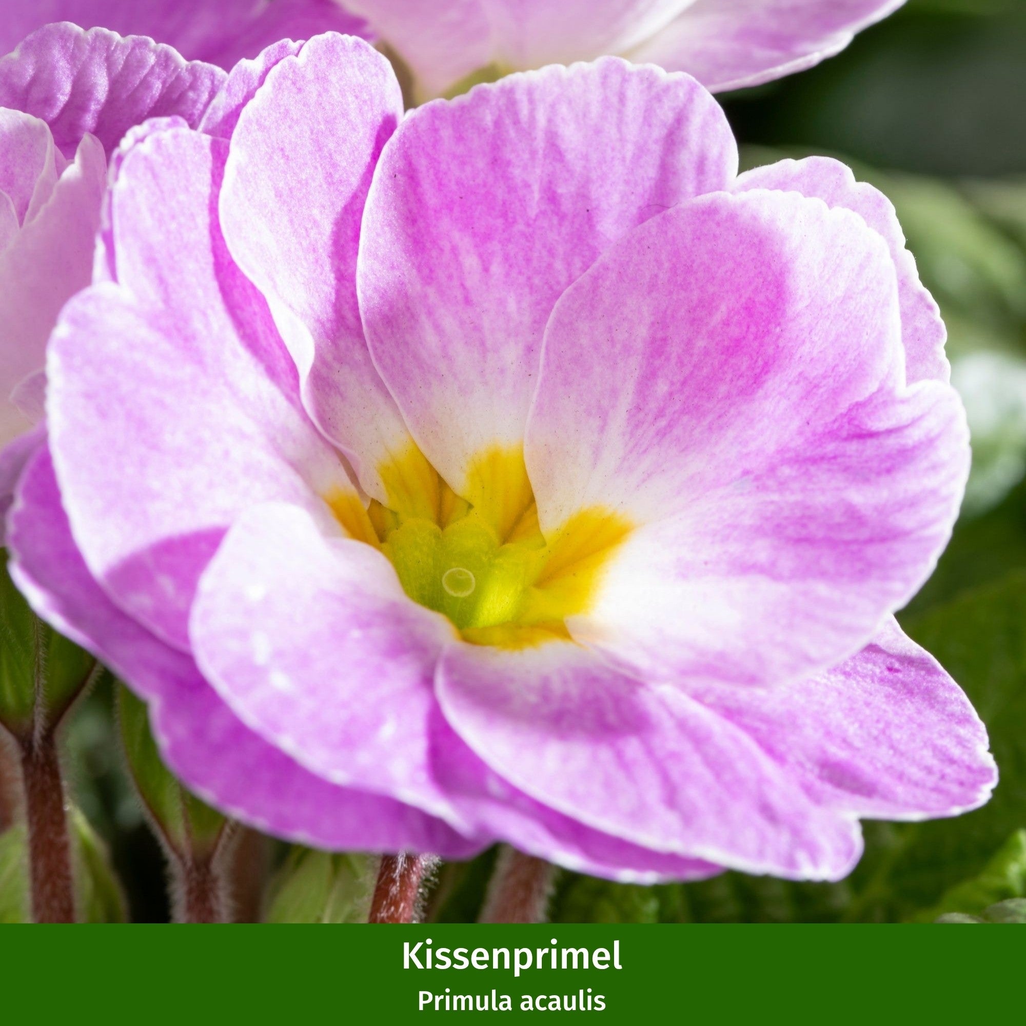 Balkonblumen "Frühlingspracht in zarten Tönen"