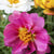 Portulakröschen