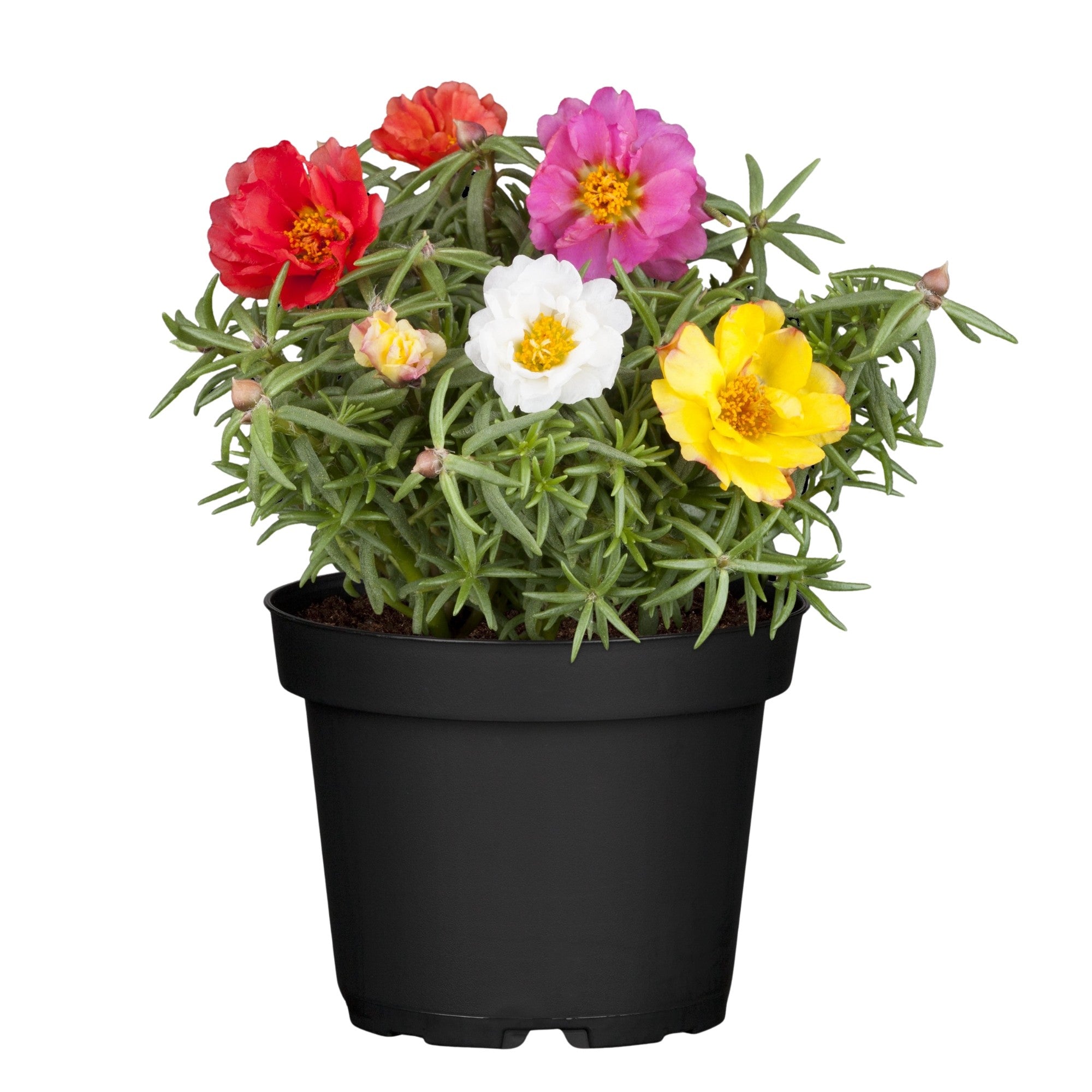 Portulakröschen
