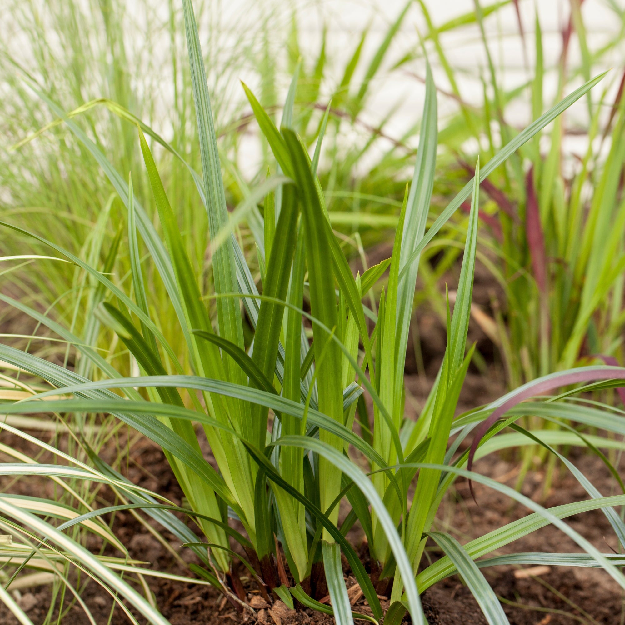 Grünblättrige Segge 'Irish Green'