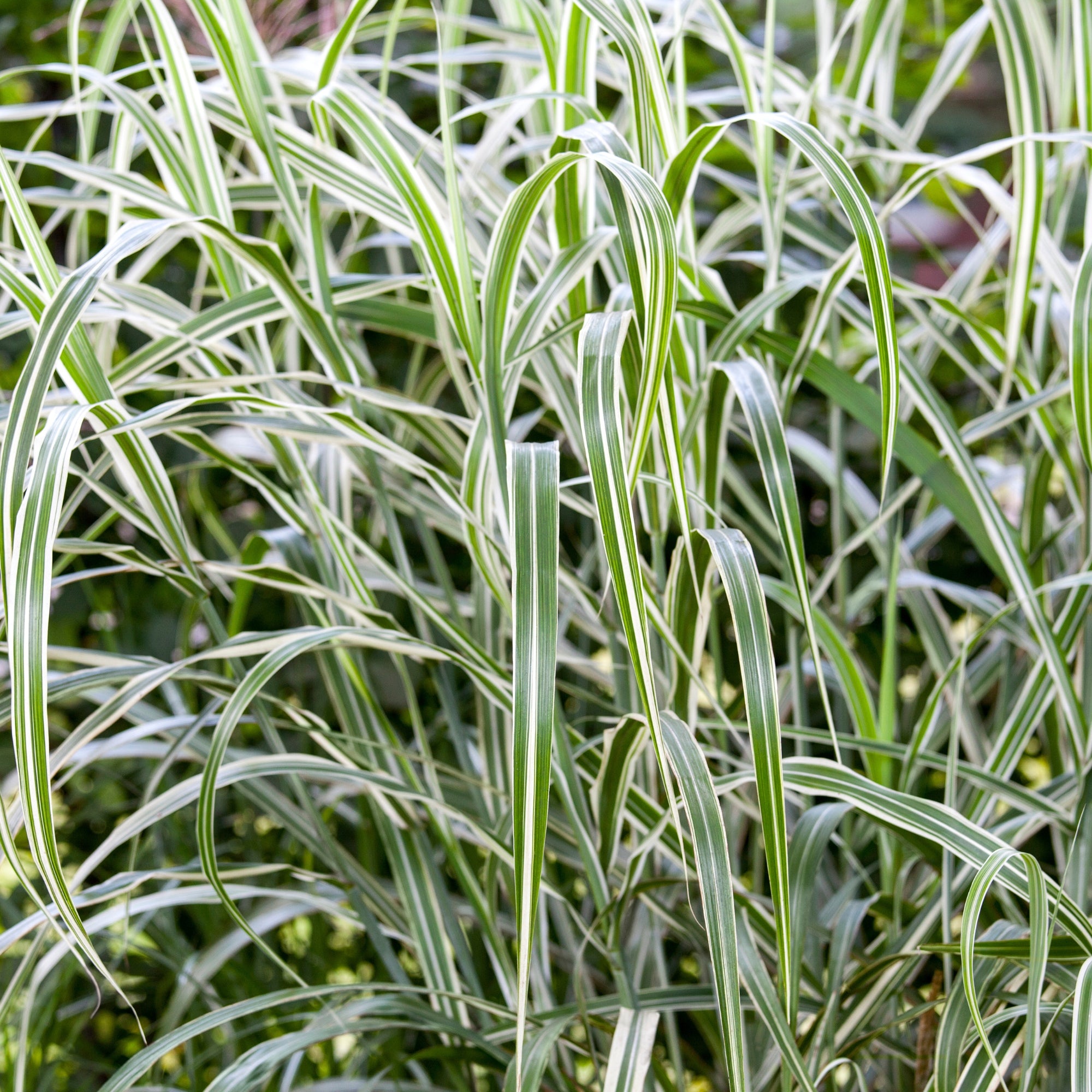 Chinaschilf 'Cosmopolitan'