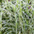 Chinaschilf 'Cosmopolitan'