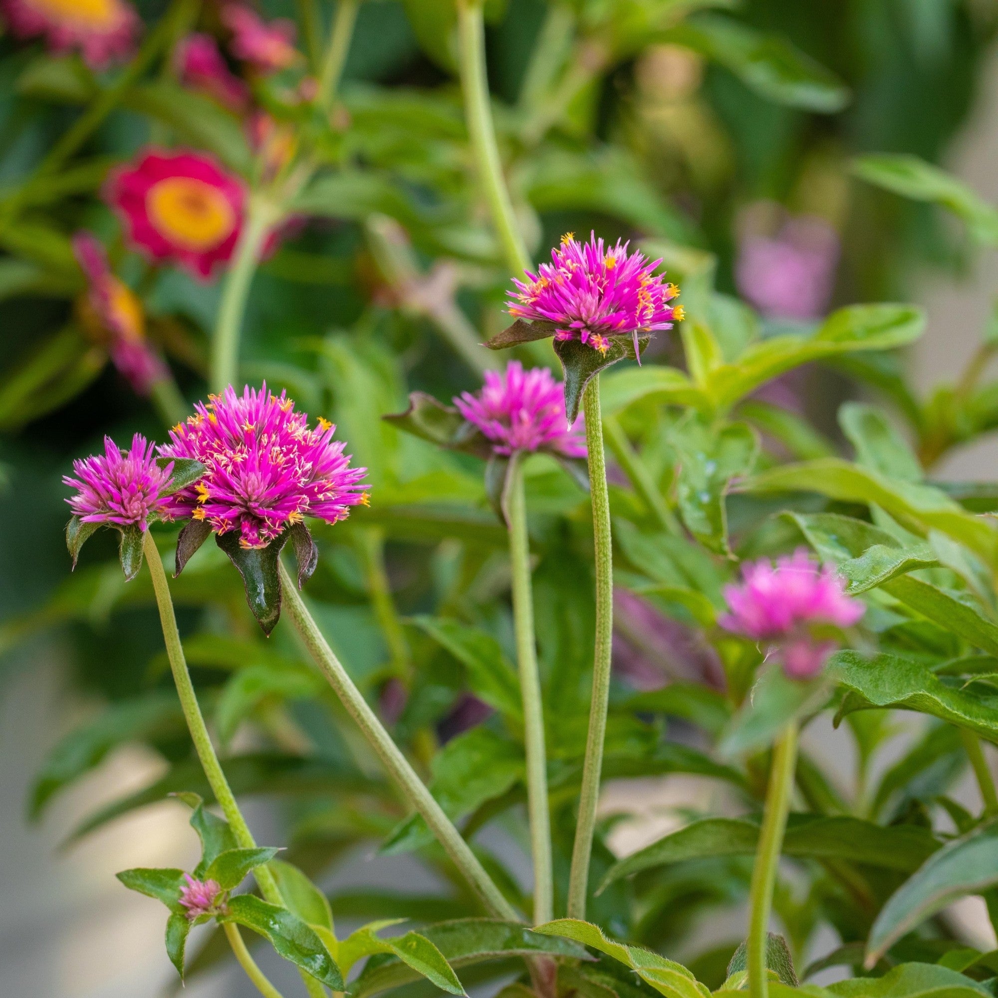 Kugelamarant 'Truffula Pink'