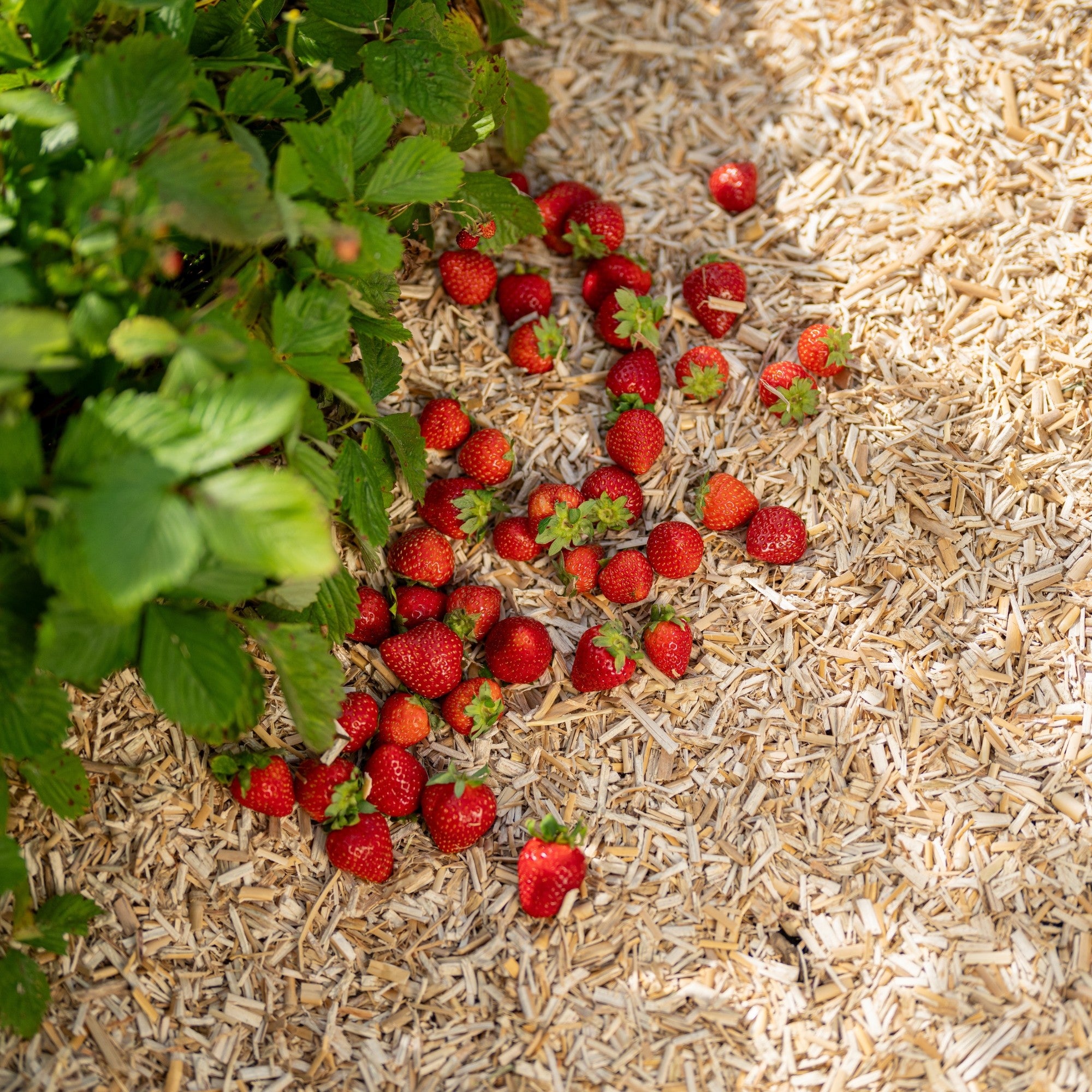 Floragard Erdbeer- und Gemüsemulch