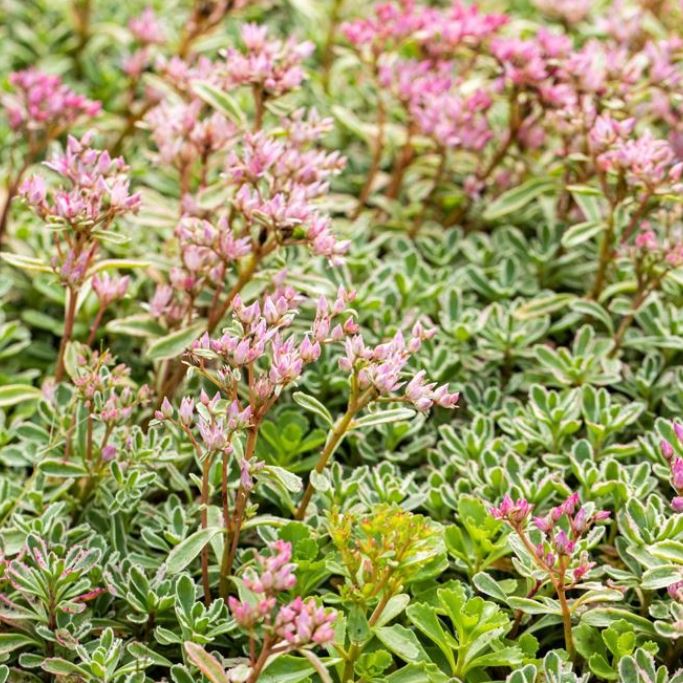 Prächtige Fetthenne 'Variegatum'