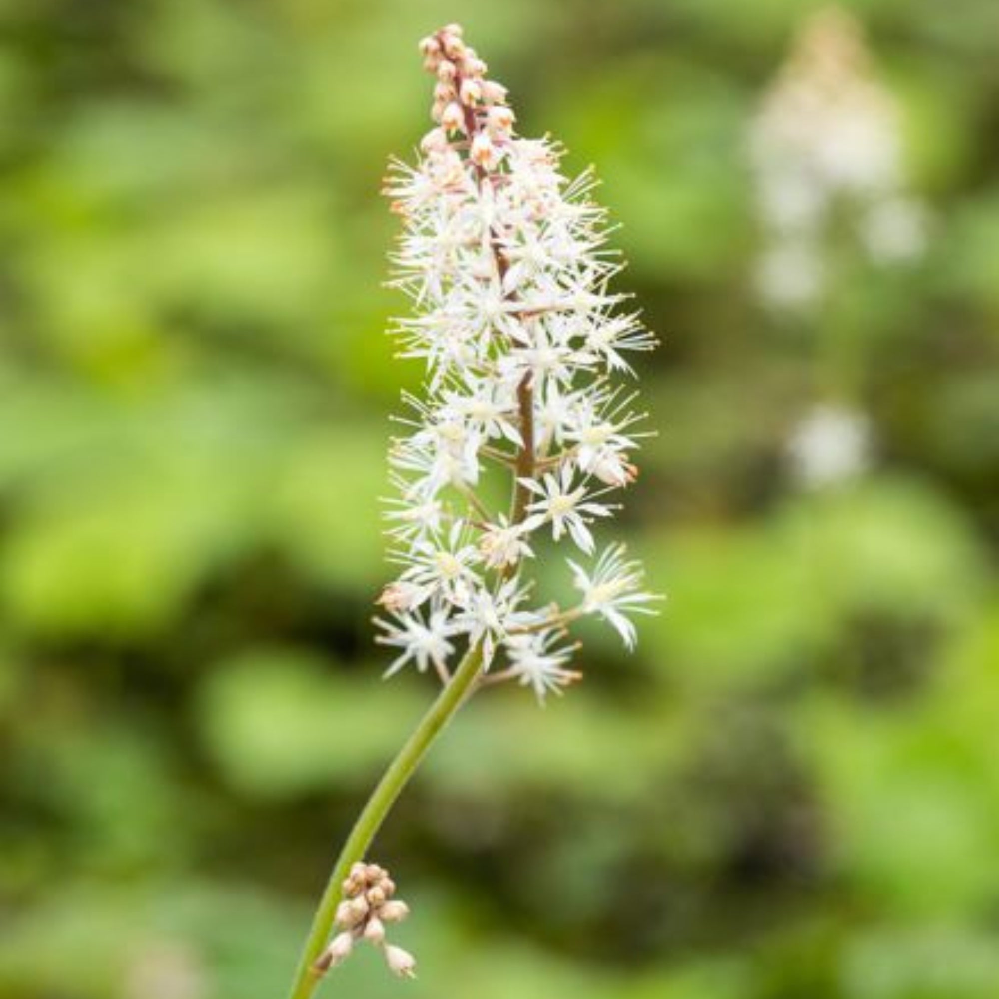 Schaumblüte