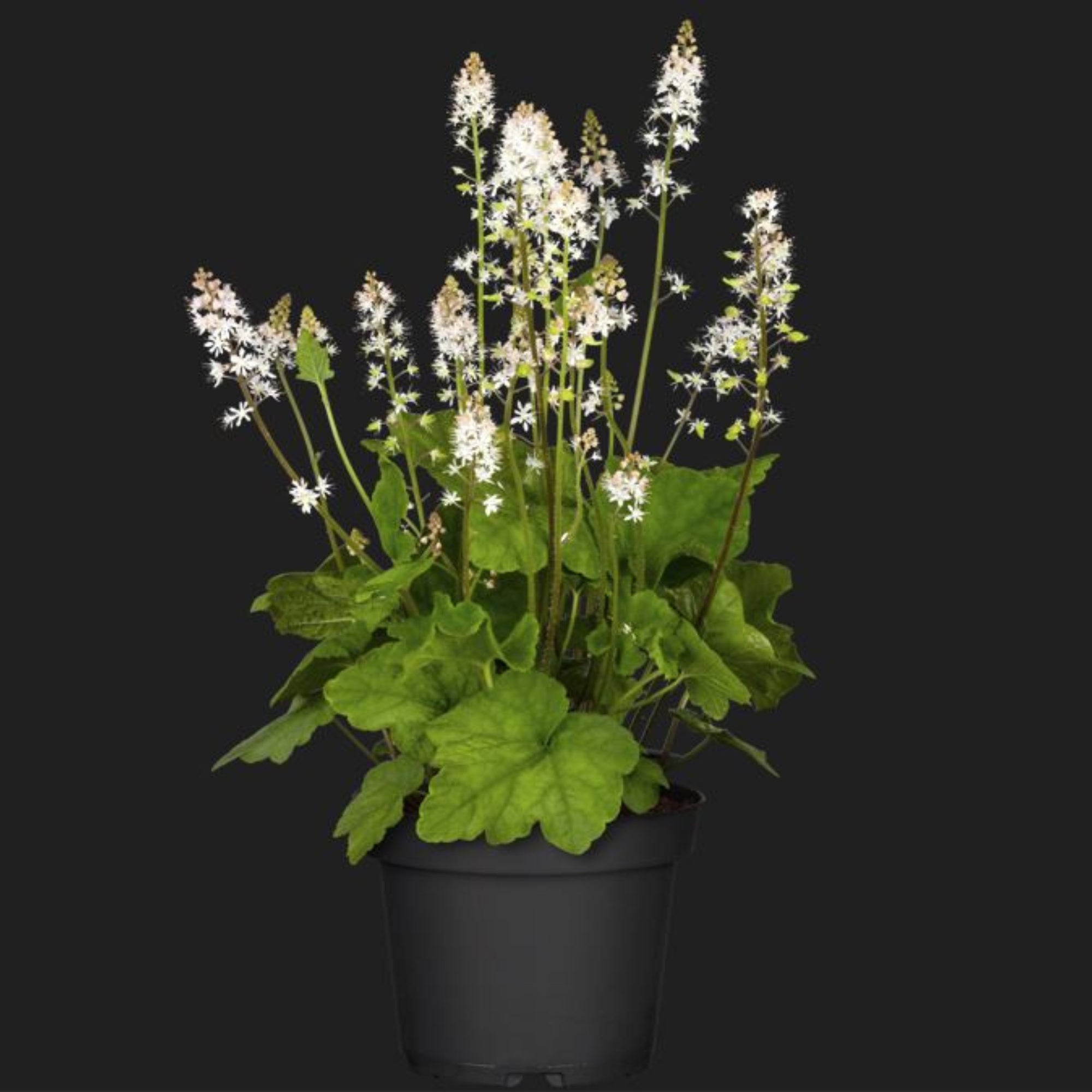 Schaumblüte