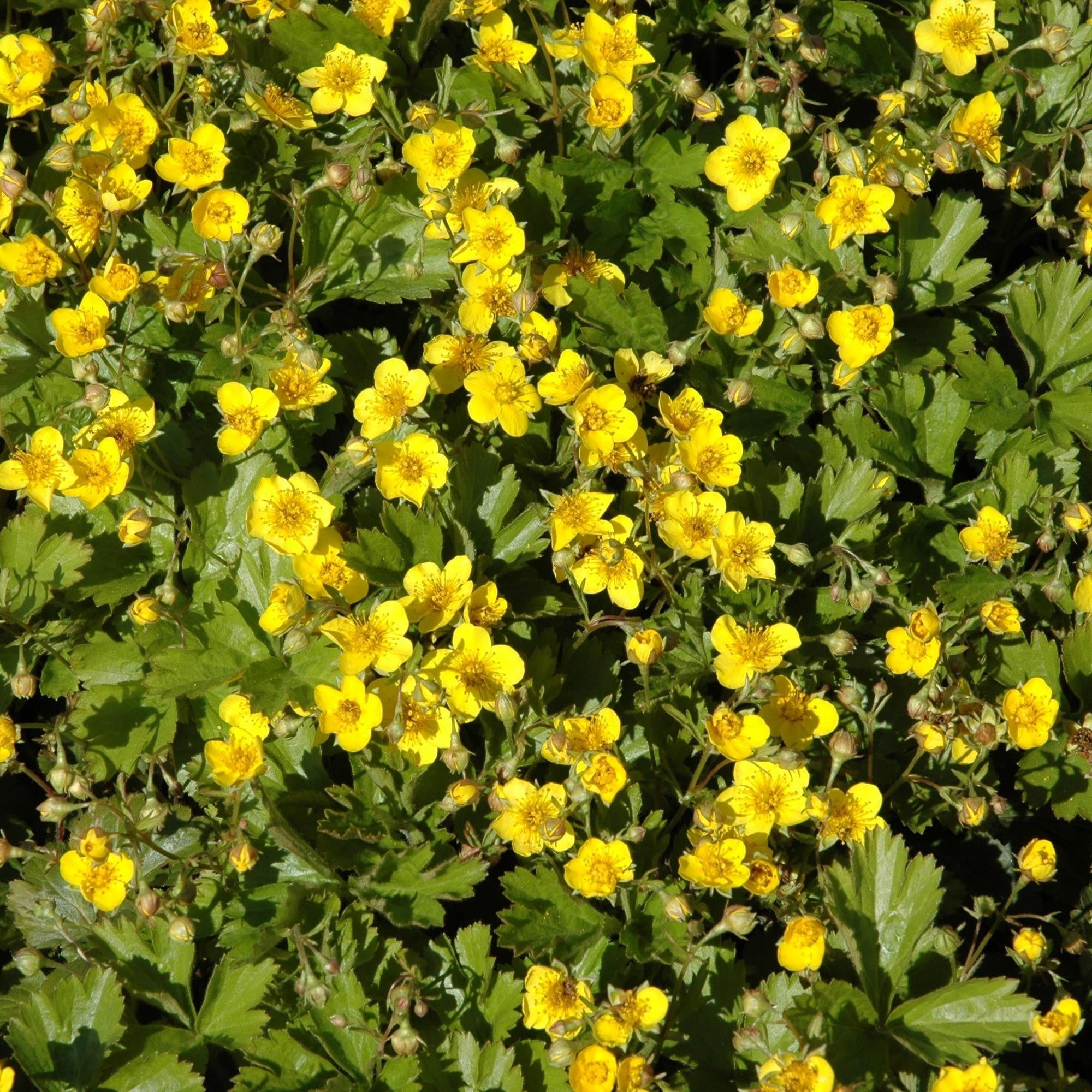 Waldsteinie