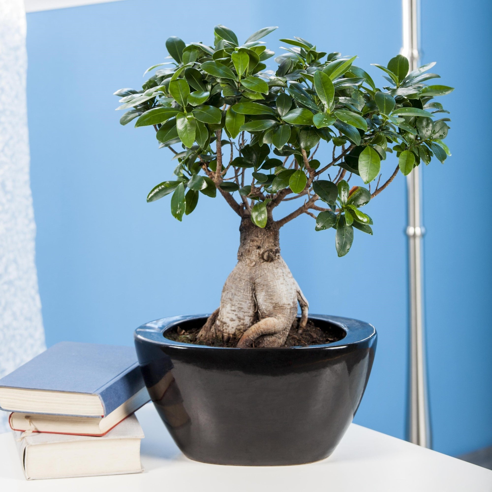 Chinesische Feige 'Ginseng'
