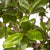 Chinesische Feige 'Ginseng'