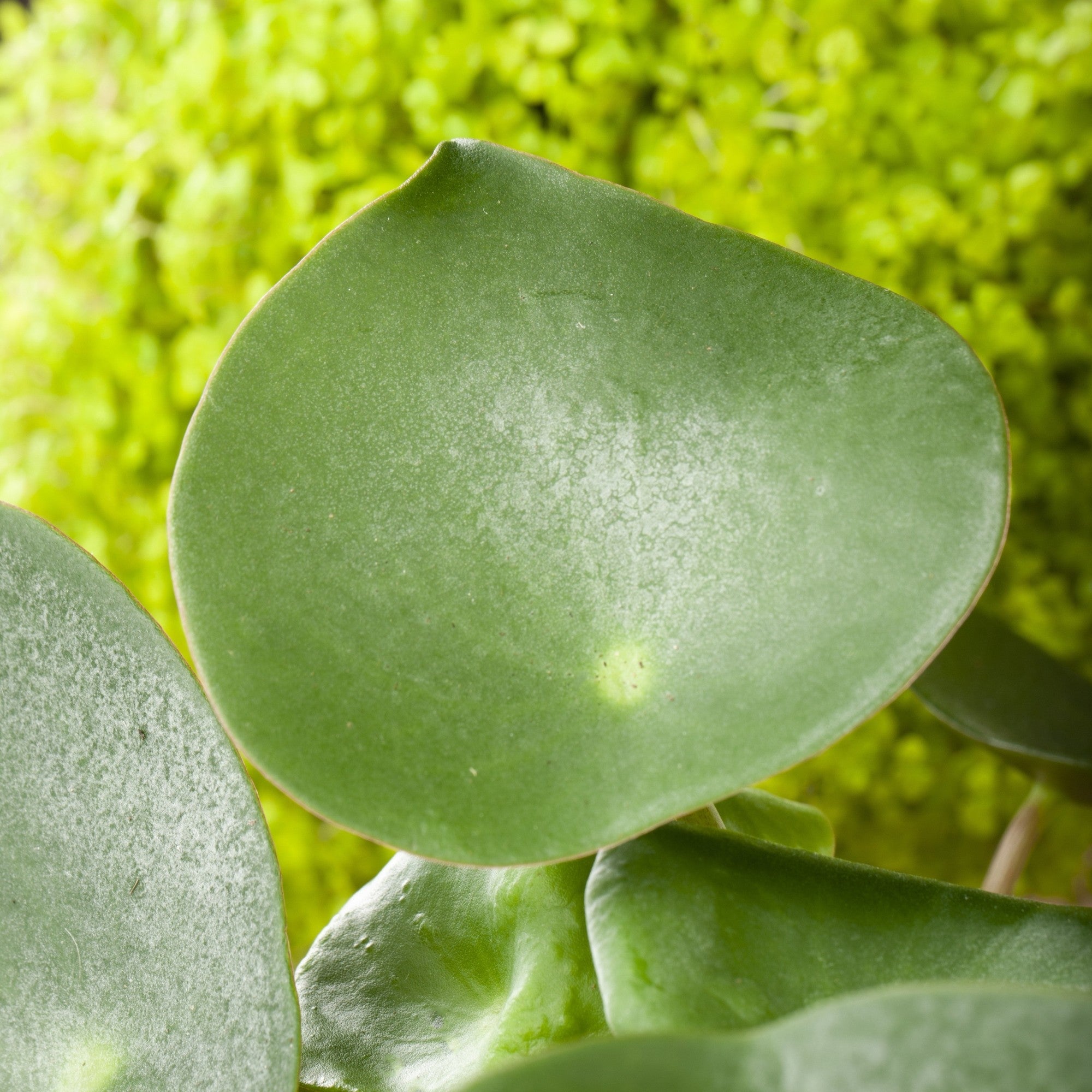 Zierpfeffer 'Raindrop'