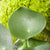 Zierpfeffer 'Raindrop'