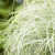 Garten-Segge 'Mint Curls'
