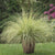 Federborstengras 'Pennstripe'