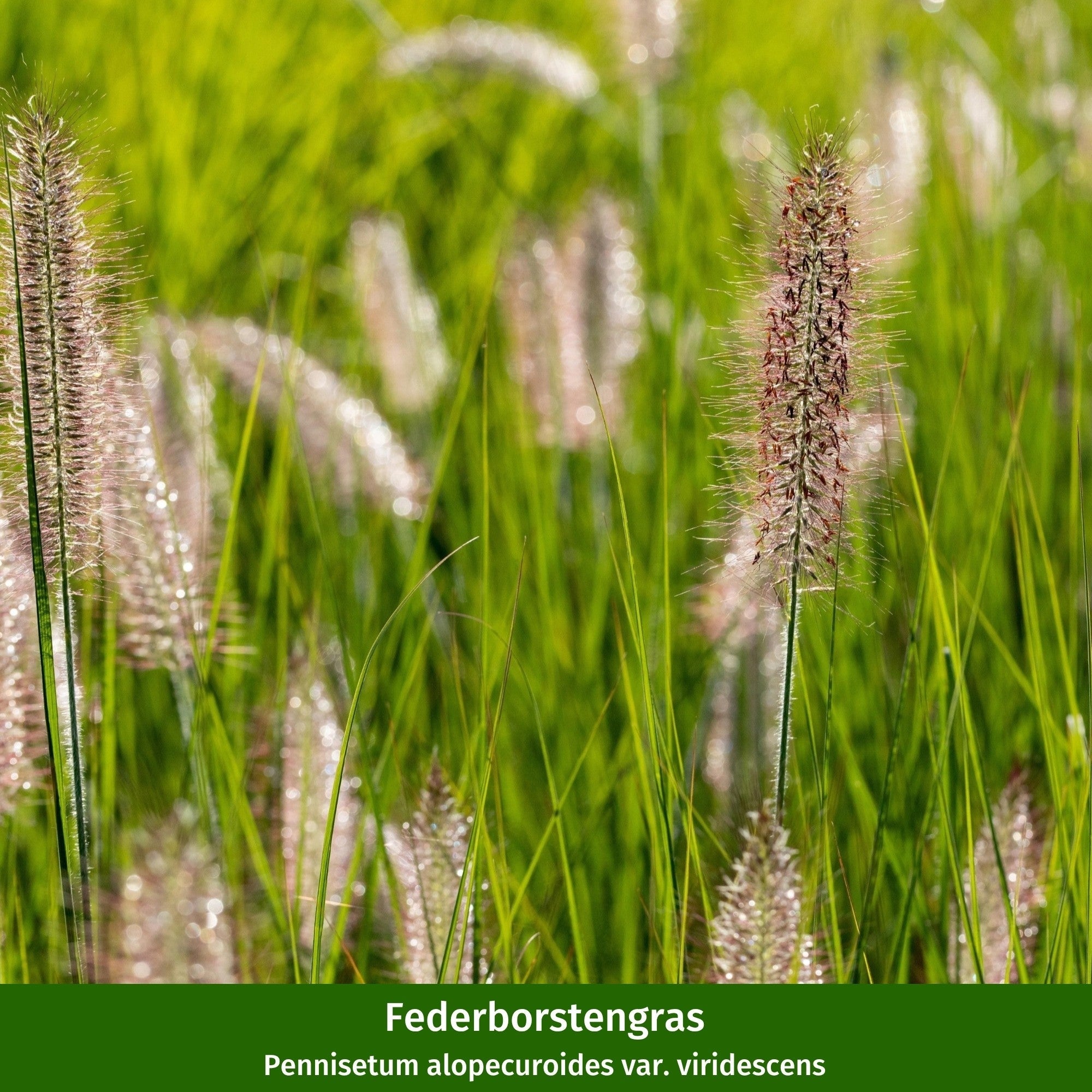 Pflanzen-Set "Modernes Streifenbeet mit Hortensien und Stauden"