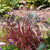 Rotes Federborstengras 'Rubrum'