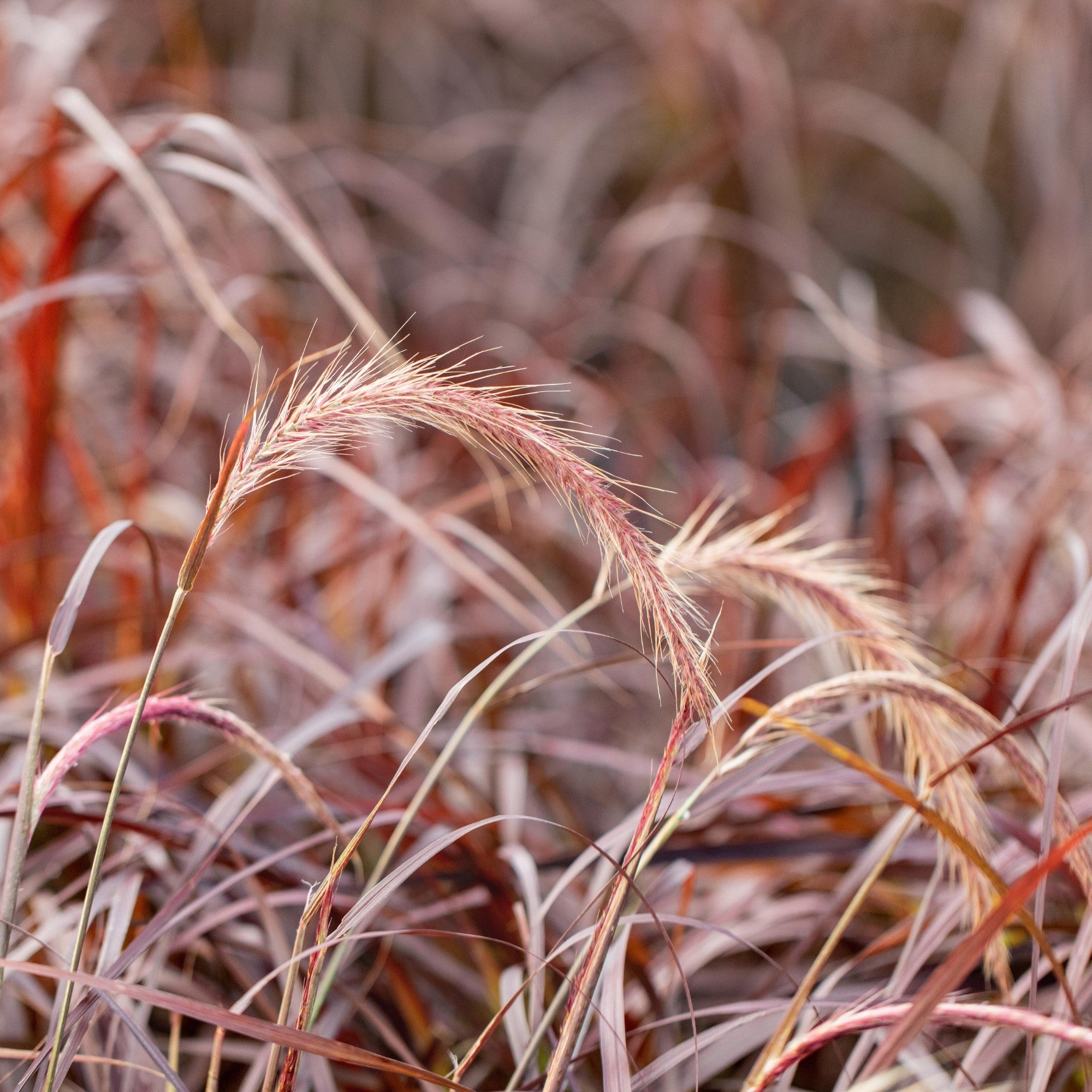 Rotes Federborstengras 'Rubrum'
