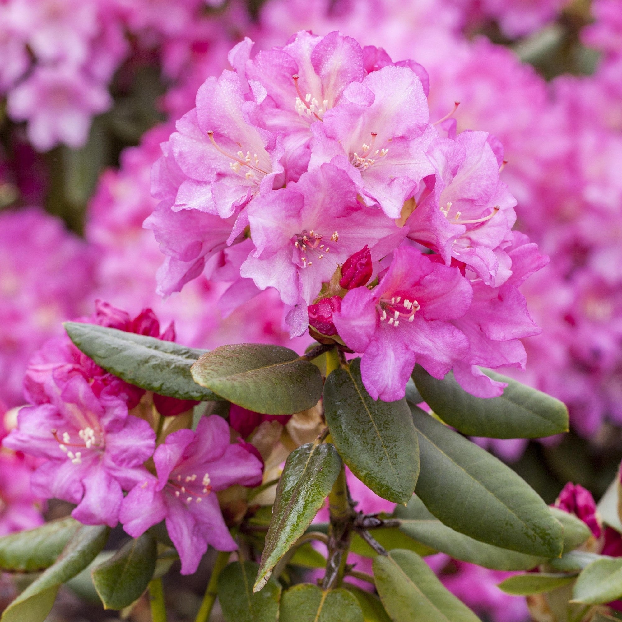 Easydendron® 'Blurettia'