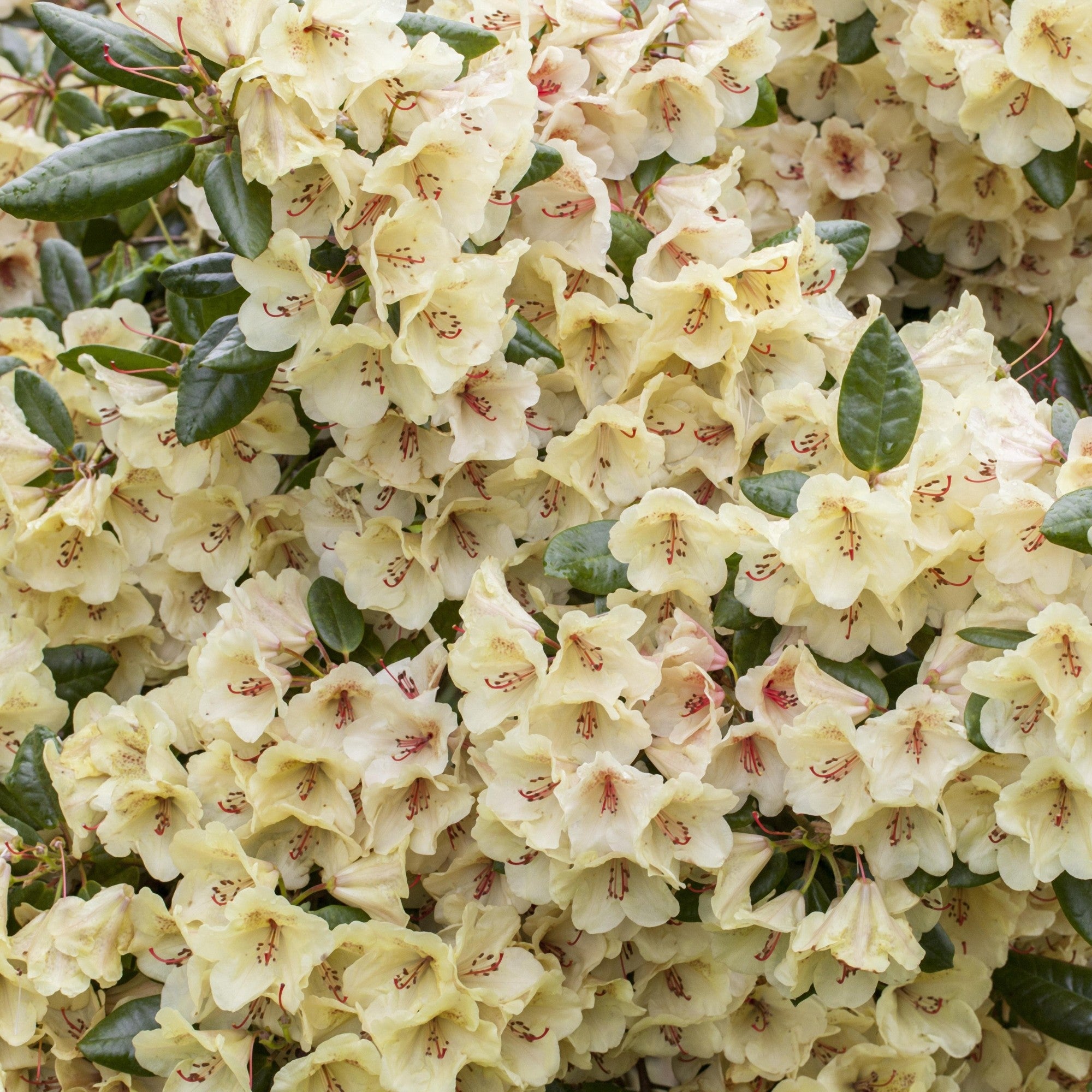 Easydendron® 'Flava'