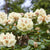 Easydendron® 'Flava'