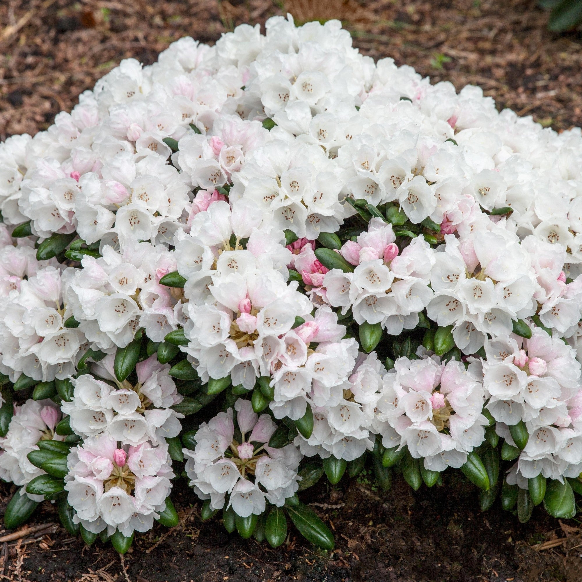 Easydendron® 'Schneekrone'