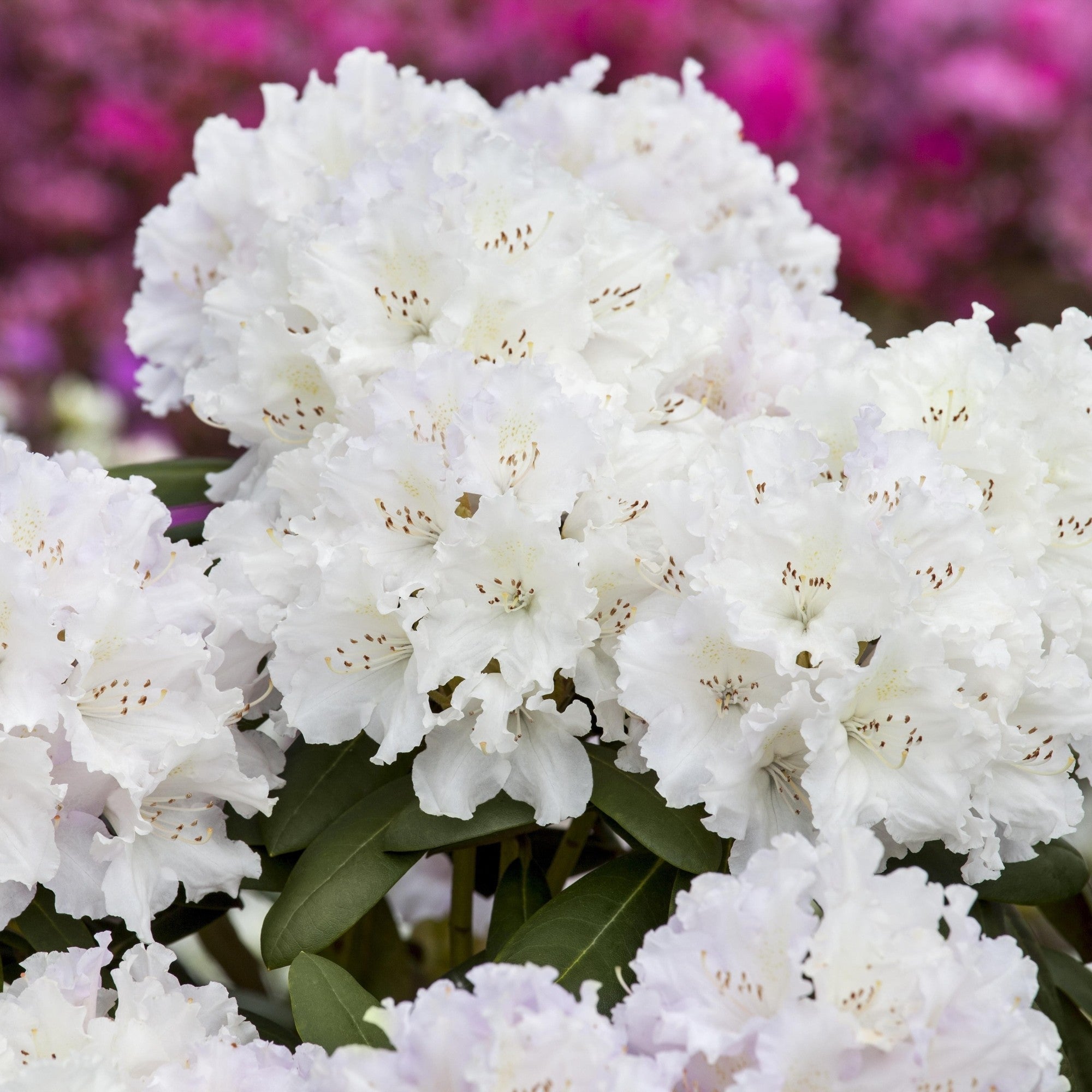 Easydendron® 'Schneekrone'