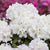 Easydendron® 'Schneekrone'