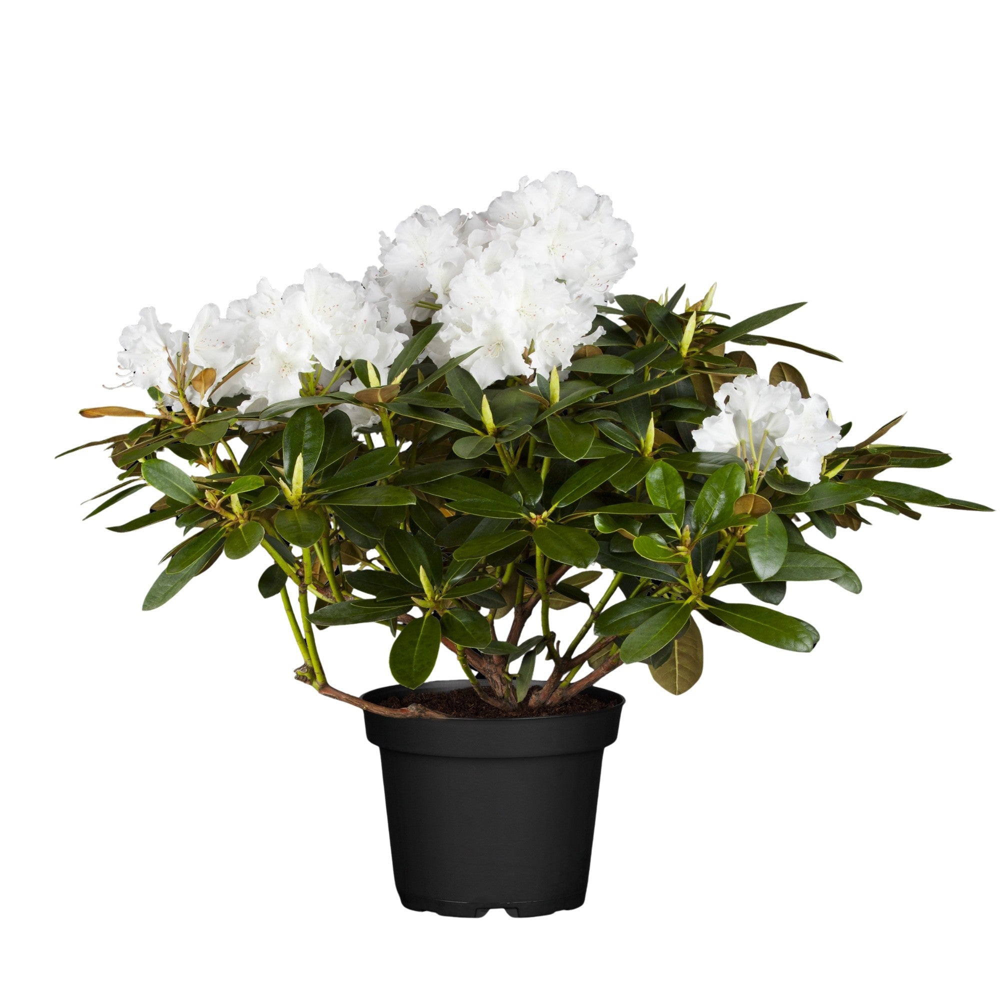 Easydendron® 'Schneekrone'