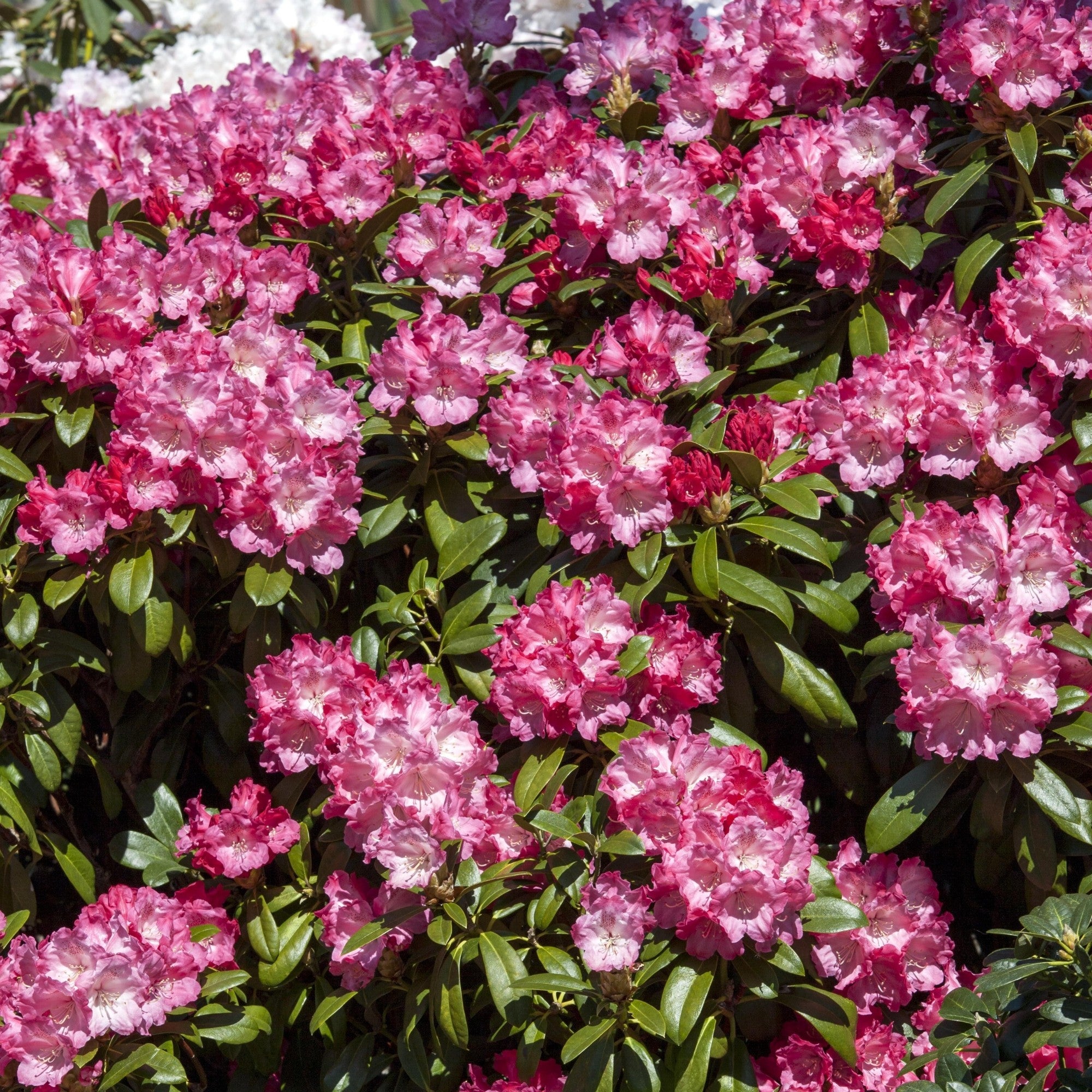 Easydendron® 'Morgenrot'