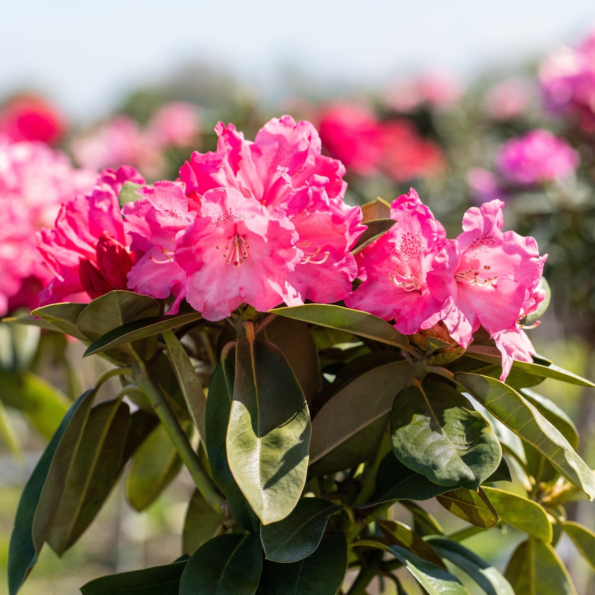 Easydendron® 'Morgenrot'