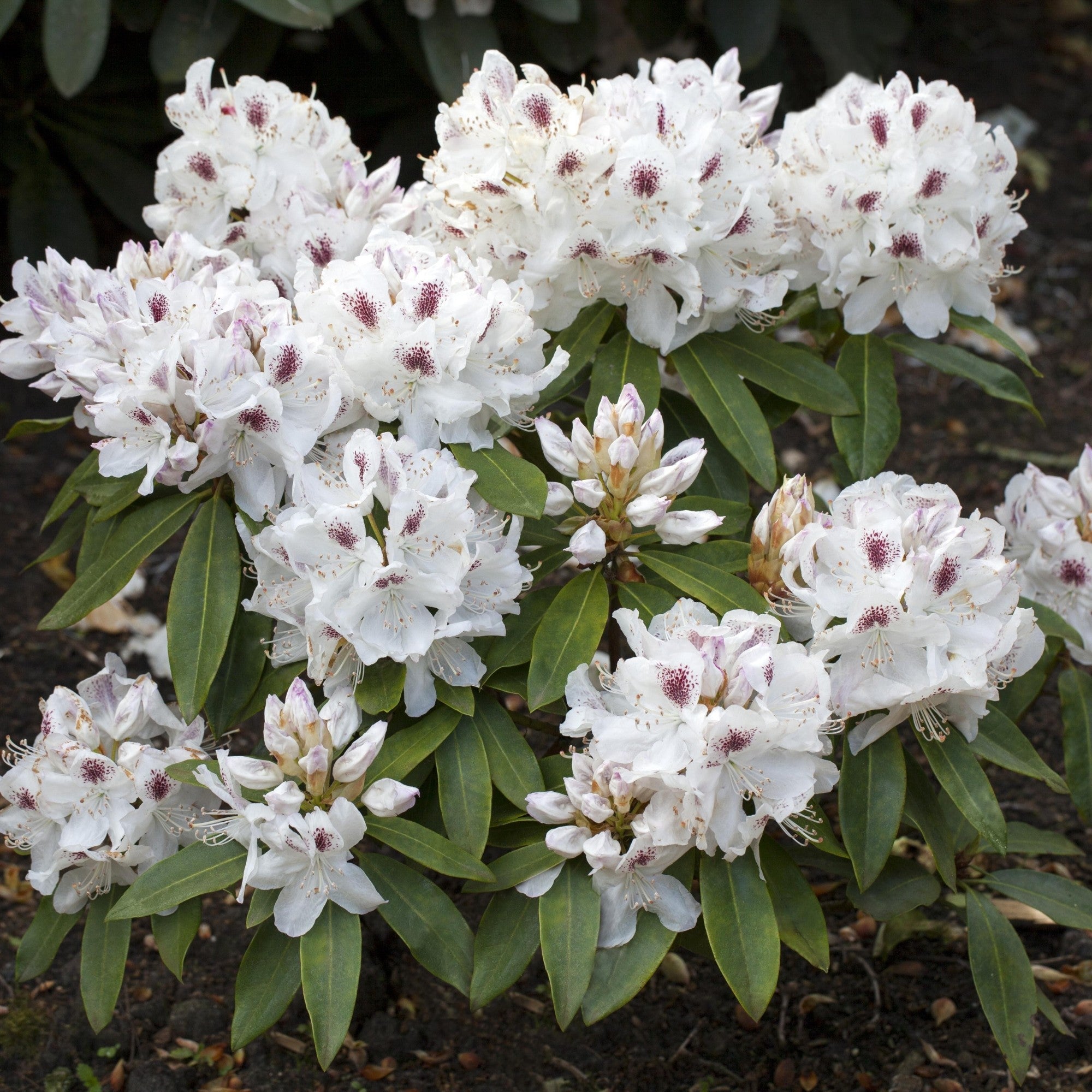 Easydendron® 'Schneebukett'