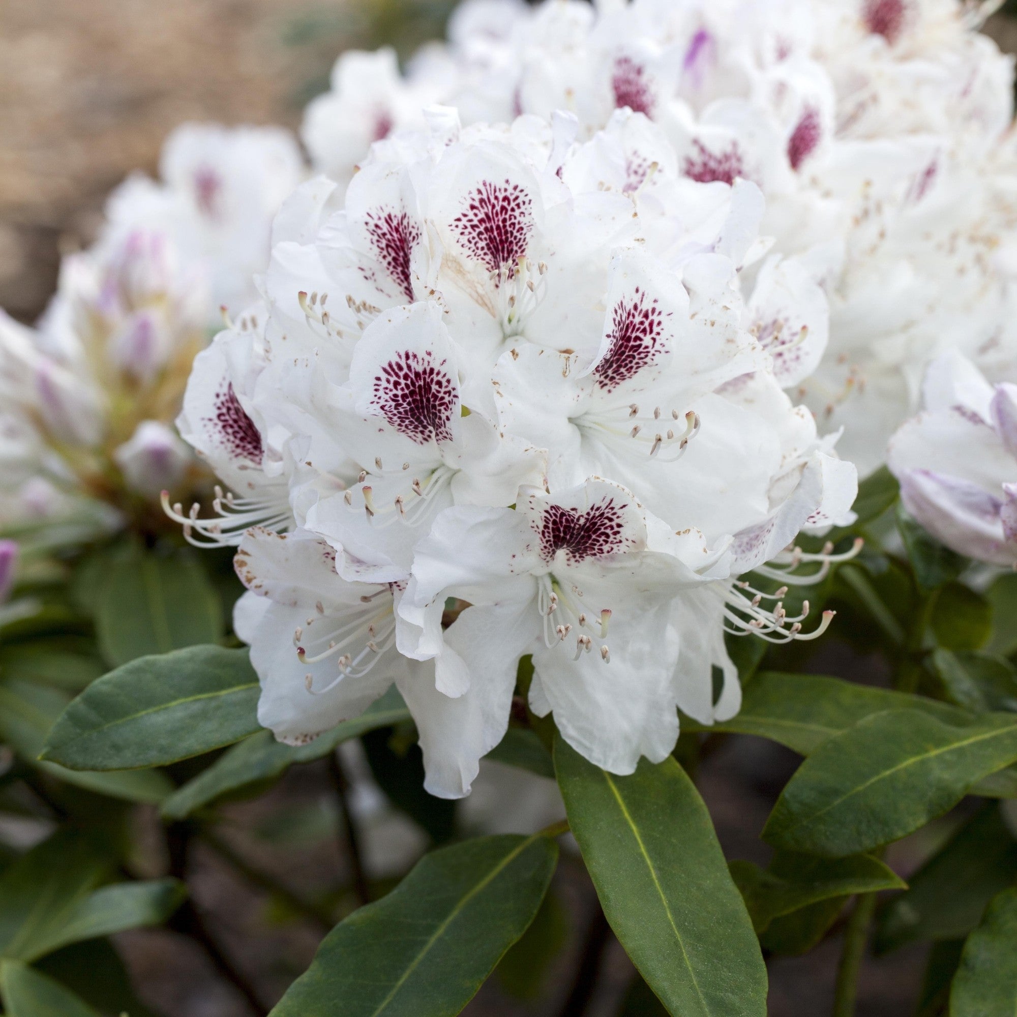 Easydendron® 'Schneebukett'