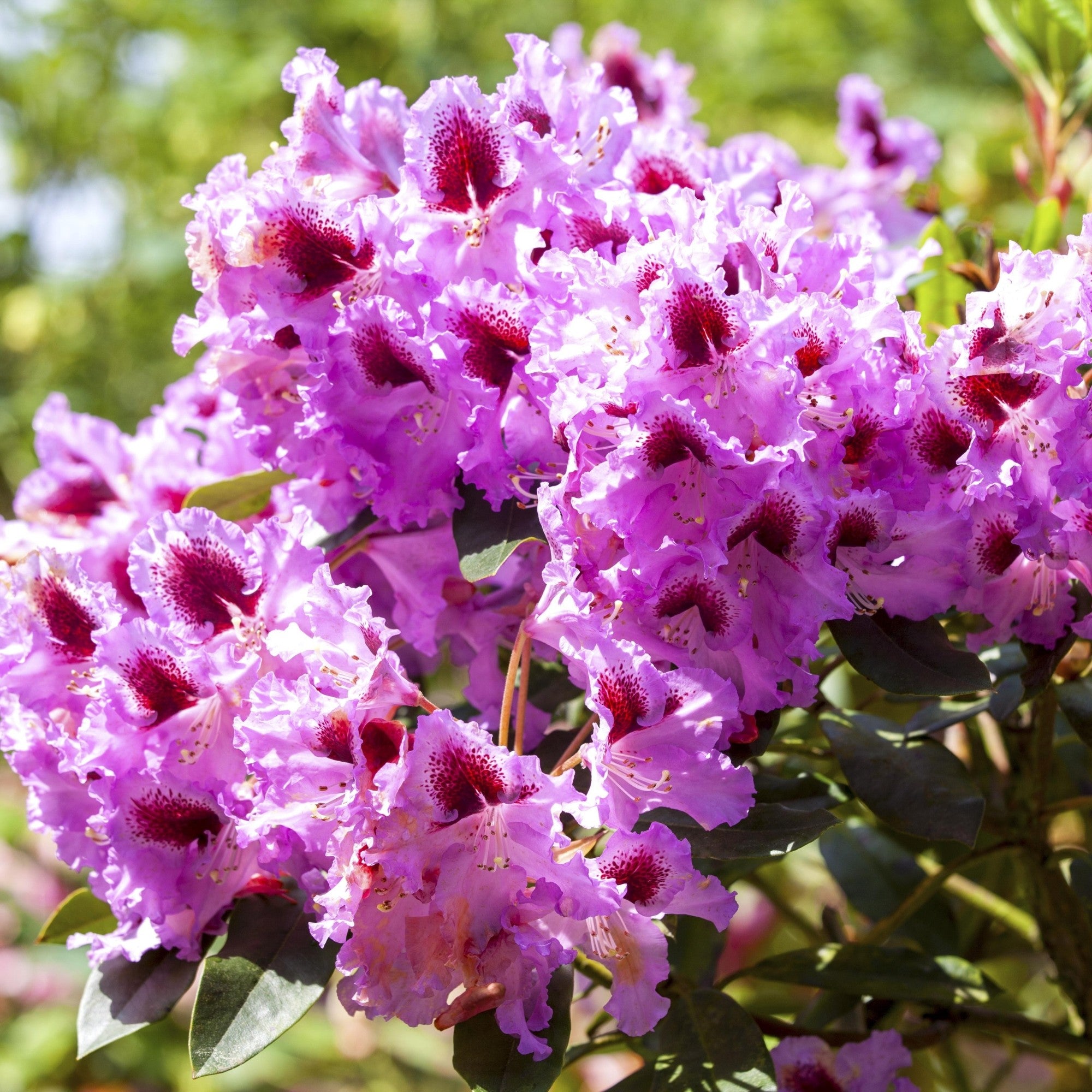 Easydendron® 'Kabarett®'