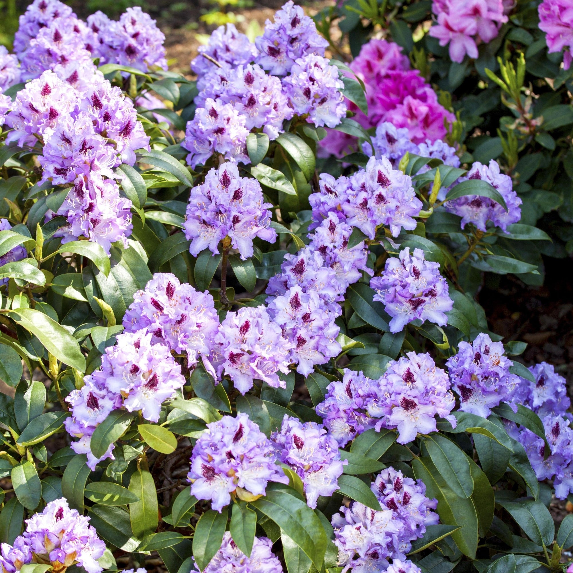Easydendron® 'Blue Peter'