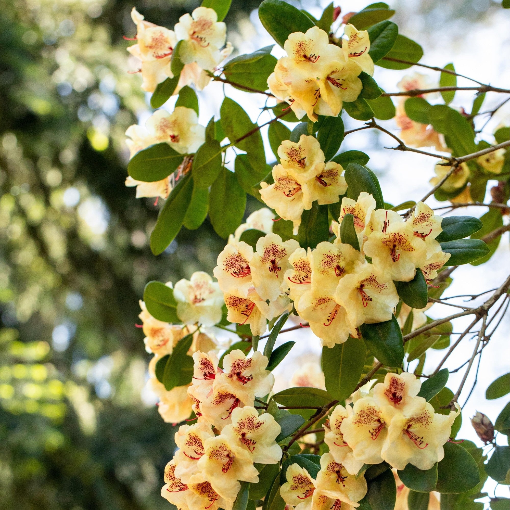 Easydendron® 'Viscy'