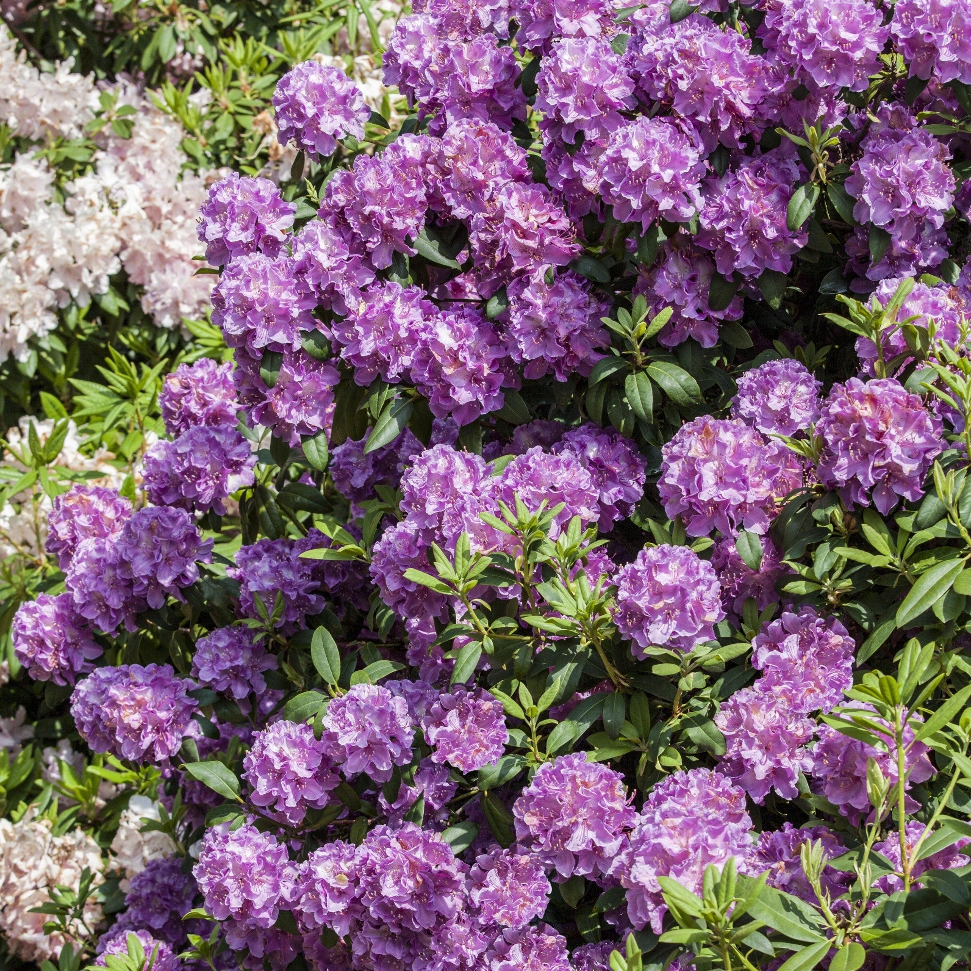 Rhododendron 'Alfred'