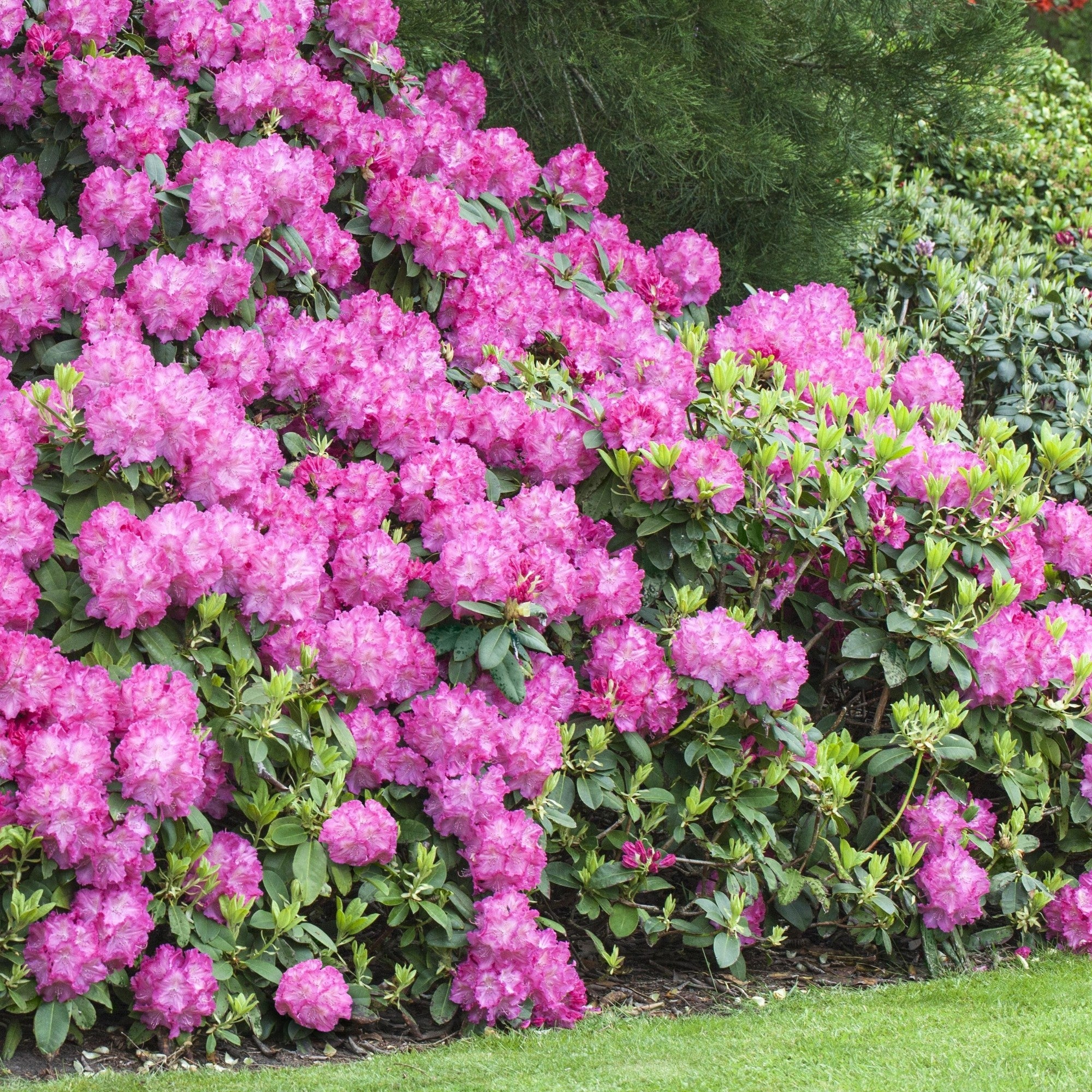 Rhododendron 'Germania®'