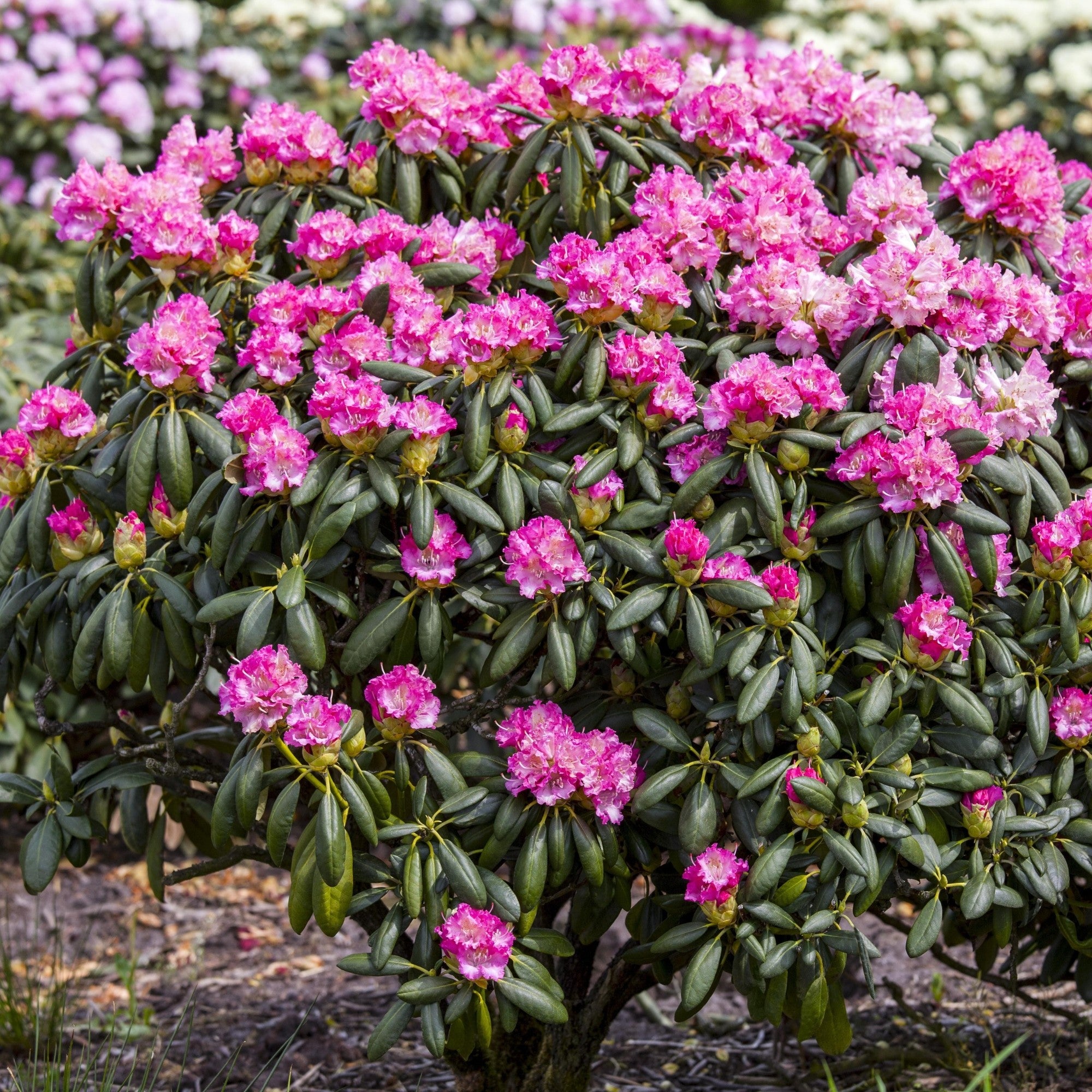 Rhododendron 'Germania®'