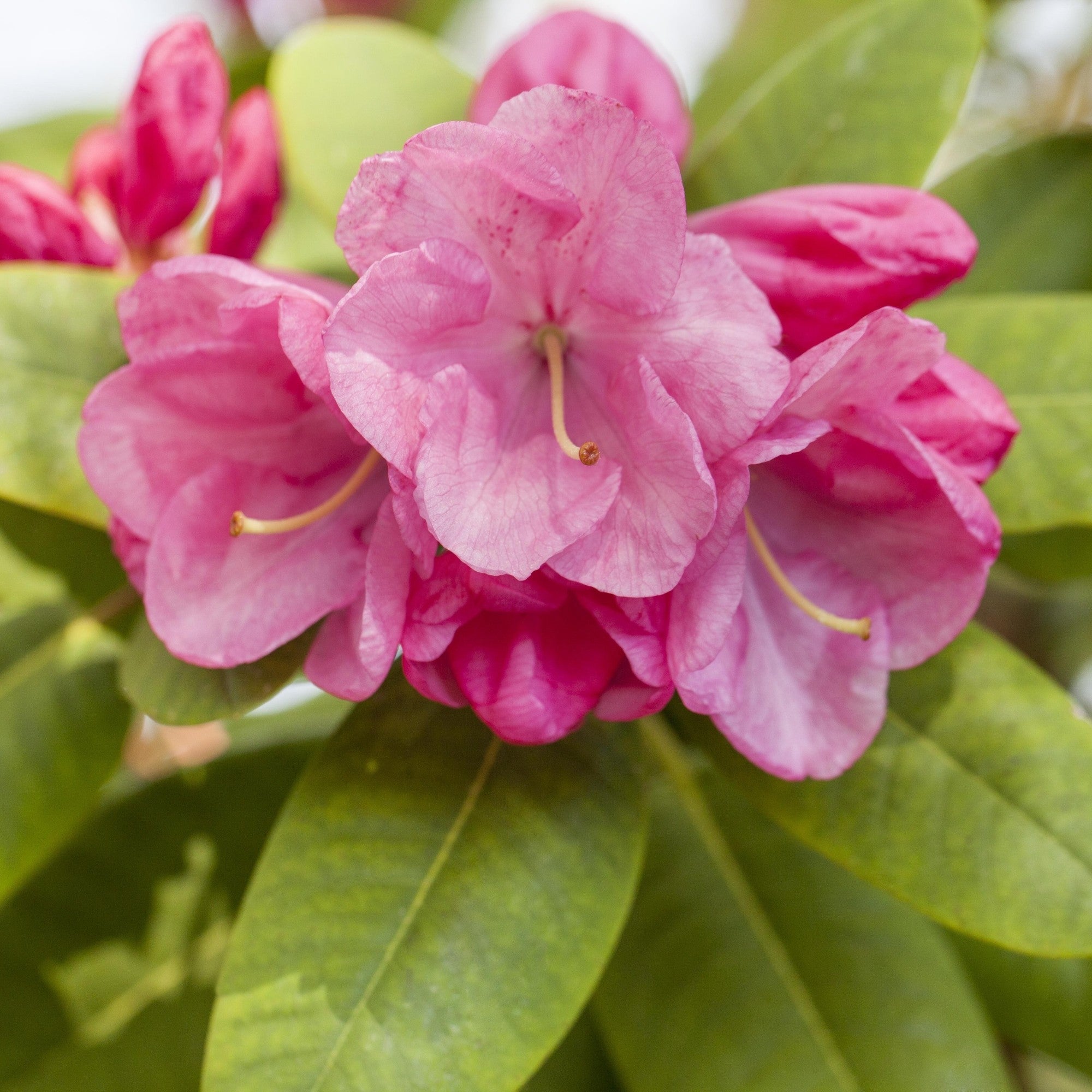Rhododendron 'Gartendirektor Glocker'