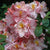 Rhododendron 'Cecile'