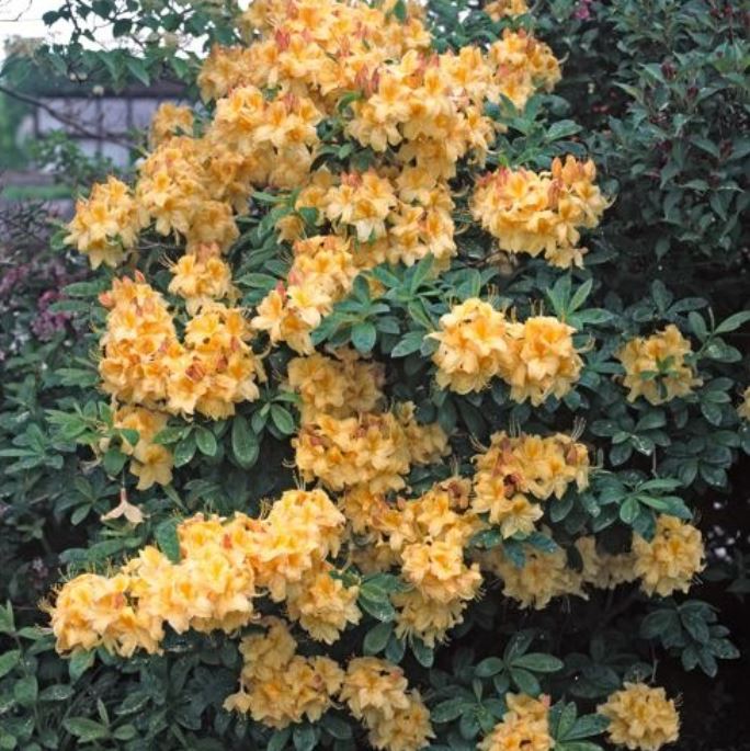 Rhododendron 'Golden Sunset'