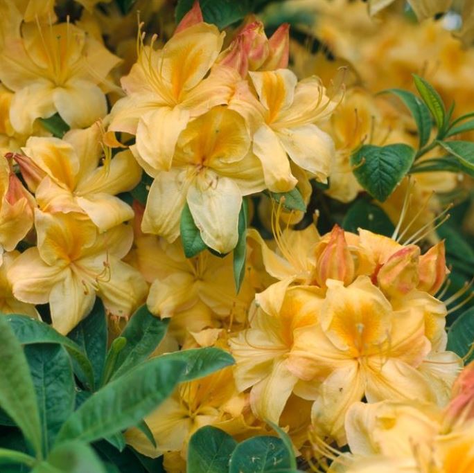 Rhododendron 'Golden Sunset'