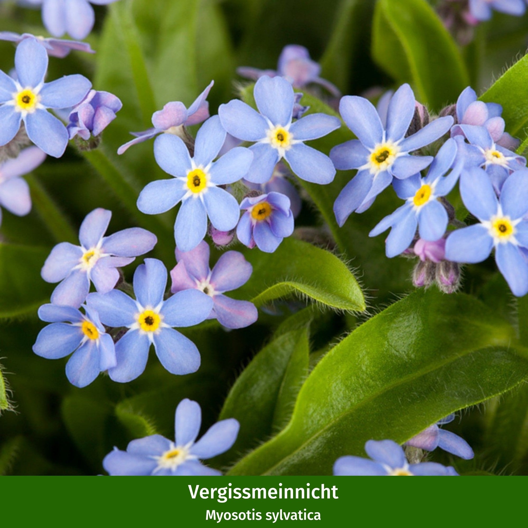 Balkonblumen "Nektarreicher Frühlingsgruß"