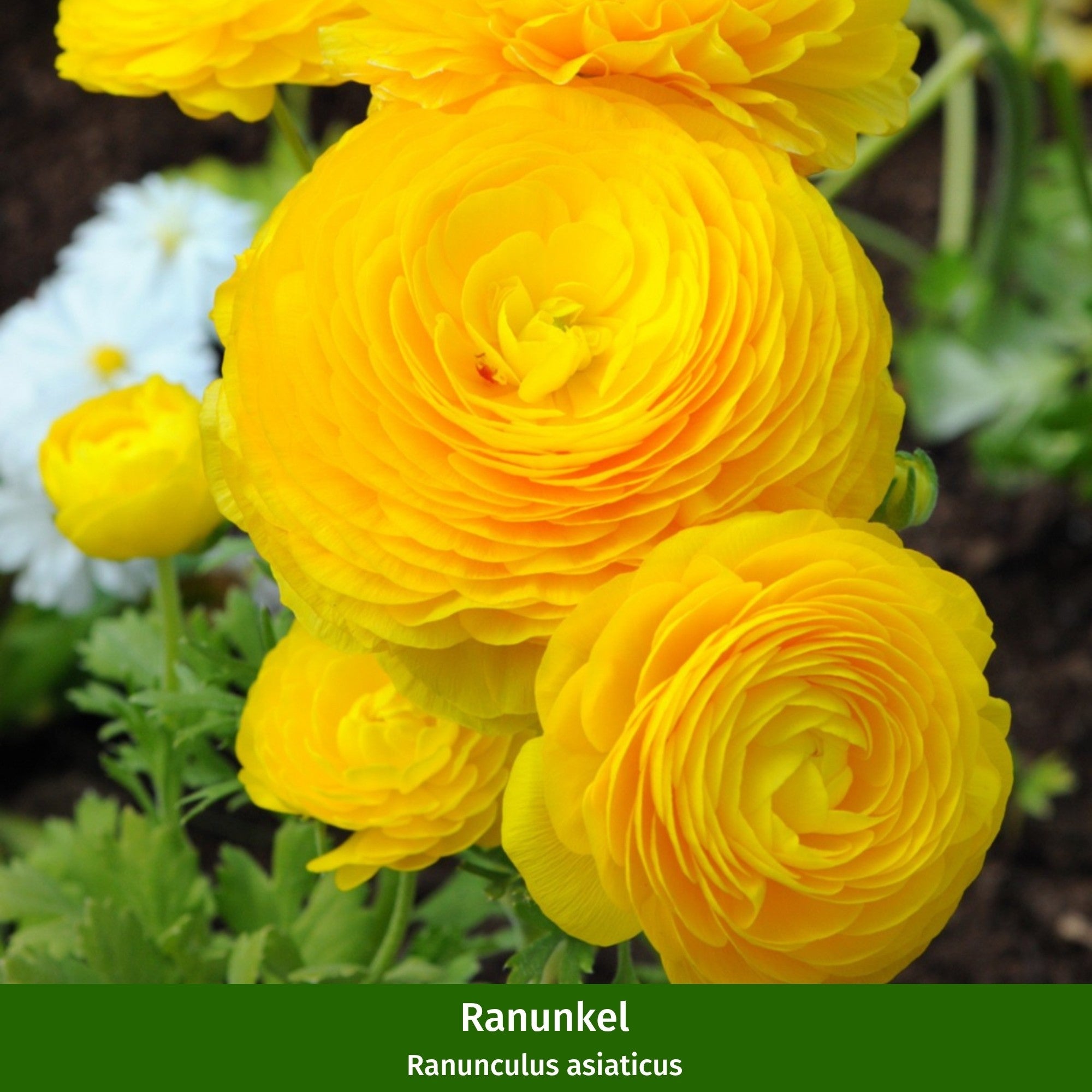 Balkonblumen "Reichblühender Frühlingsgruß"